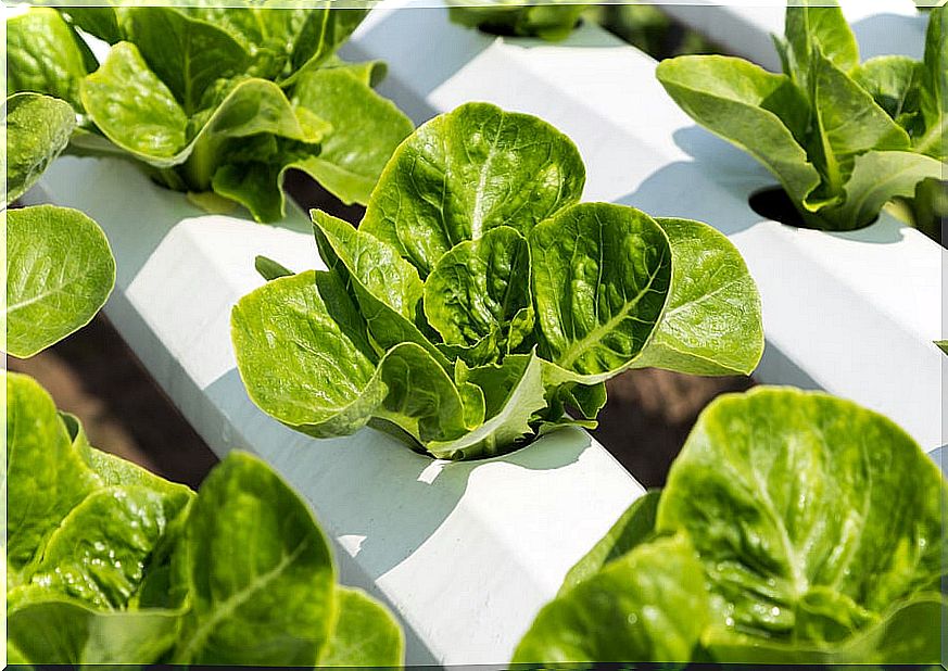 The home hydroponic growing system represents a healthy and simple option for growing plants at home.