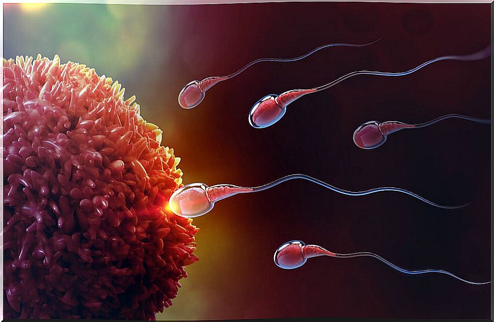 How does fertilization occur?  The miracle of life step by step